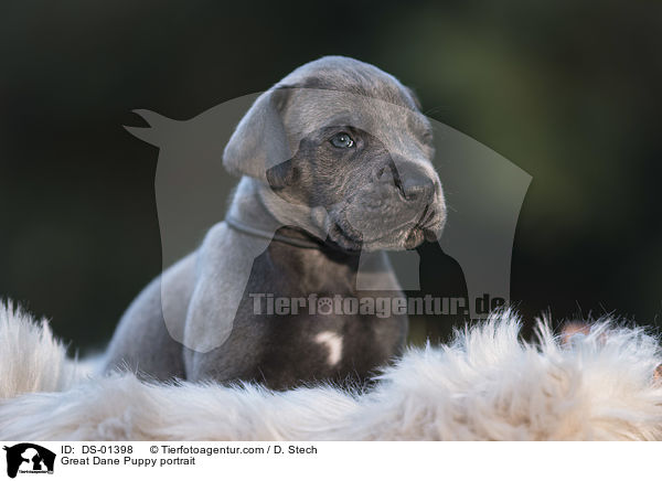 Great Dane Puppy portrait / DS-01398