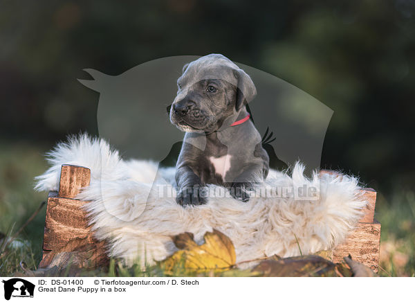 Great Dane Puppy in a box / DS-01400