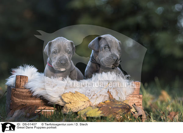 Great Dane Puppies portrait / DS-01407
