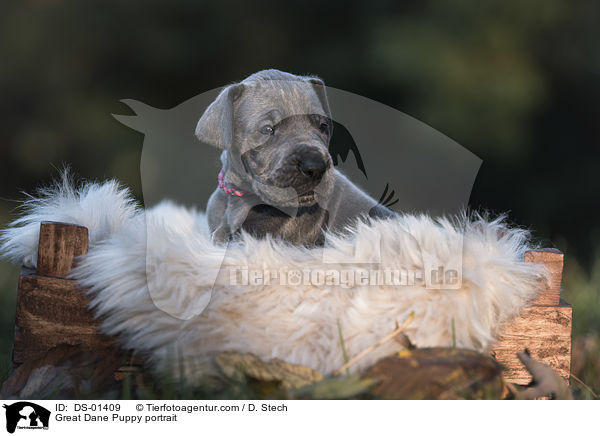 Great Dane Puppy portrait / DS-01409