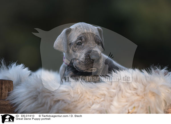 Great Dane Puppy portrait / DS-01410