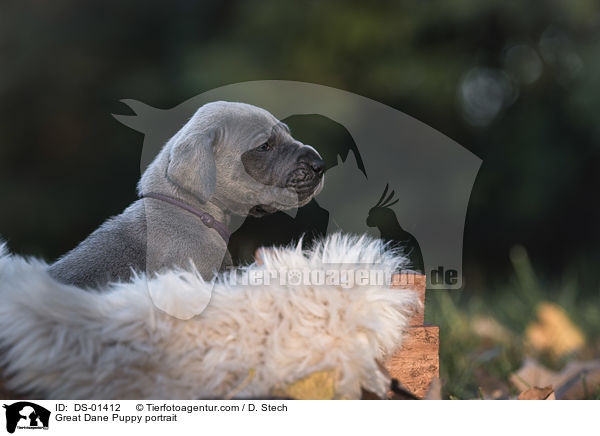 Great Dane Puppy portrait / DS-01412