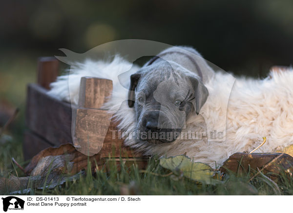 Great Dane Puppy portrait / DS-01413