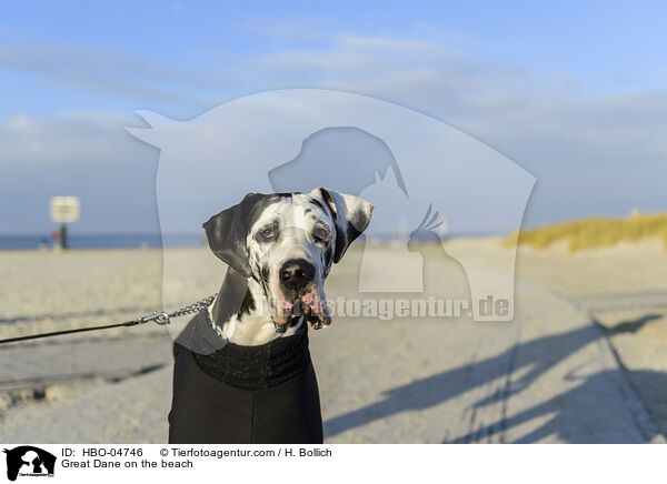 Great Dane on the beach / HBO-04746
