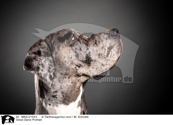 Great Dane Portrait / MAS-01543