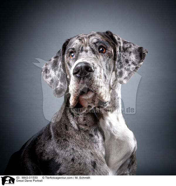 Great Dane Portrait / MAS-01550