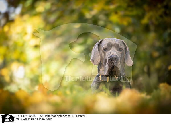 male Great Dane in autumn / RR-105119