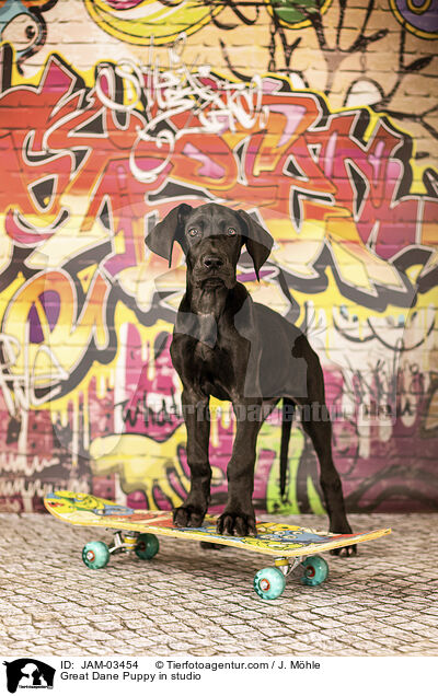 Great Dane Puppy in studio / JAM-03454