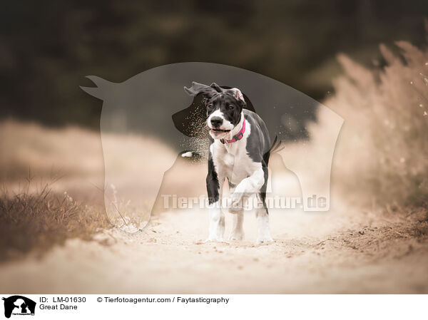 Deutsche Dogge / Great Dane / LM-01630