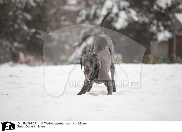 Deutsche Dogge im Schnee / Great Dane in Snow / JM-18807