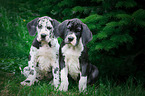 2 Great Dane Puppys