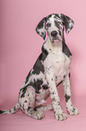 sitting young great dane