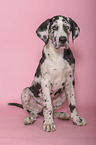 sitting young great dane