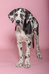 standing young great dane