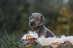 Great Dane Puppy portrait