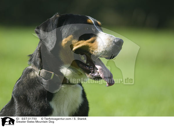 Greater Swiss Mountain Dog / SST-01750