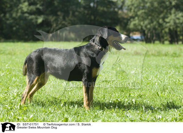 Greater Swiss Mountain Dog / SST-01751