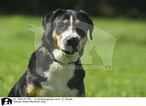 Greater Swiss Mountain Dog / SST-01756