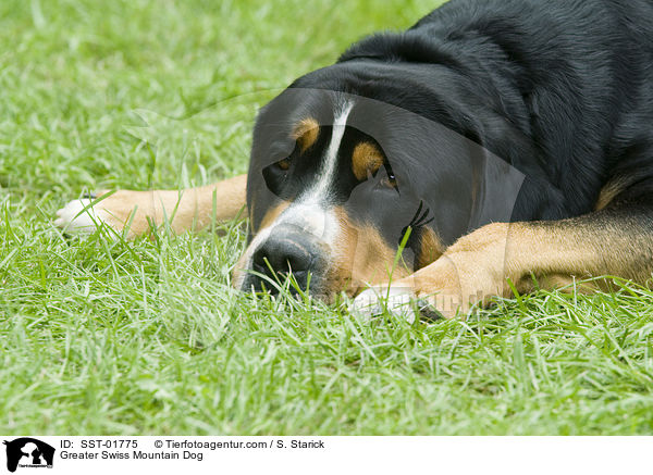 Greater Swiss Mountain Dog / SST-01775