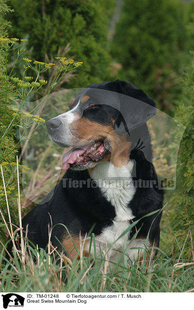 Great Swiss Mountain Dog / TM-01248