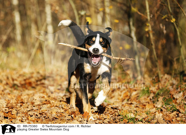 playing Greater Swiss Mountain Dog / RR-75360