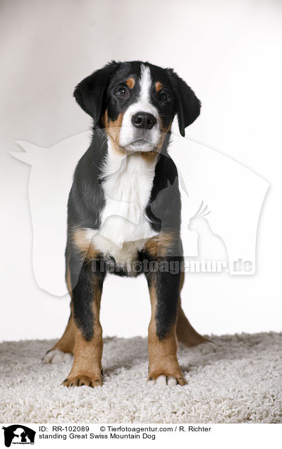 standing Great Swiss Mountain Dog / RR-102089