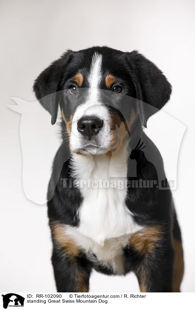 standing Great Swiss Mountain Dog / RR-102090