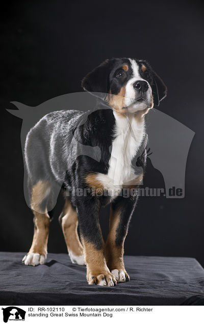 standing Great Swiss Mountain Dog / RR-102110
