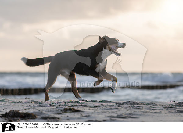 Great Swiss Mountain Dog at the baltic sea / RR-103898