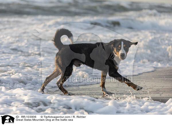 Great Swiss Mountain Dog at the baltic sea / RR-103906