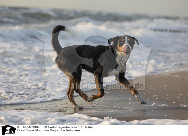 Great Swiss Mountain Dog at the baltic sea / RR-103907