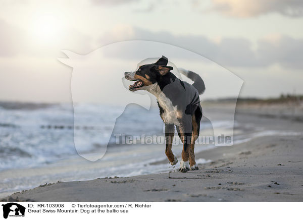 Great Swiss Mountain Dog at the baltic sea / RR-103908