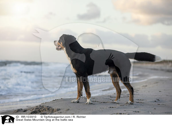 Great Swiss Mountain Dog at the baltic sea / RR-103910
