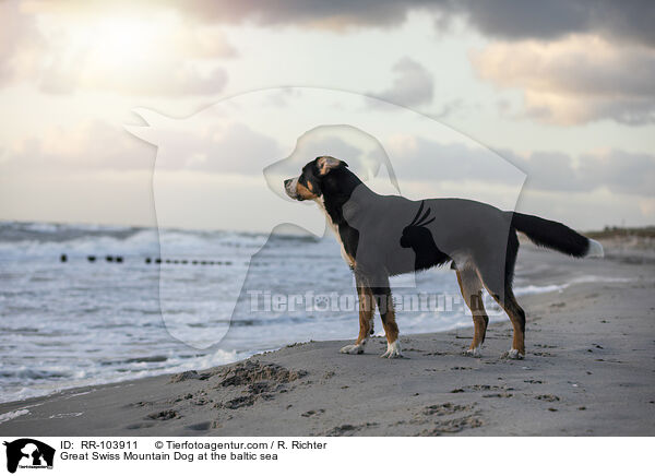 Great Swiss Mountain Dog at the baltic sea / RR-103911