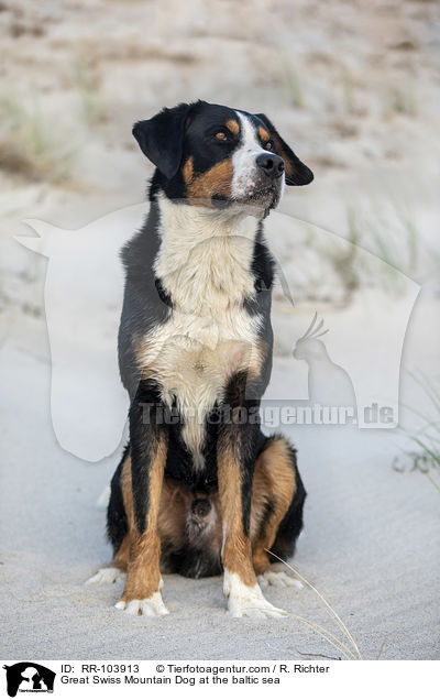 Great Swiss Mountain Dog at the baltic sea / RR-103913
