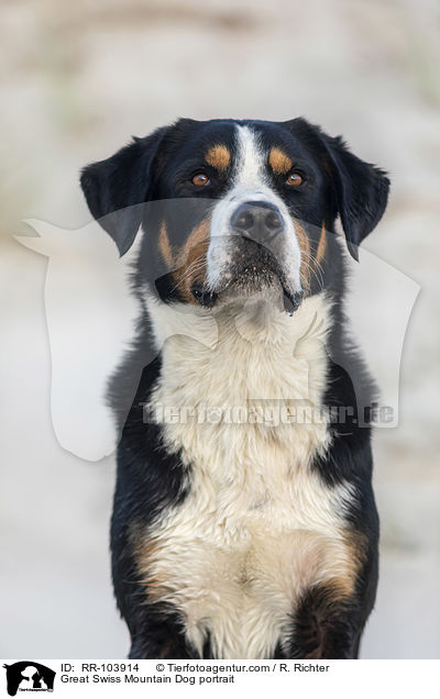 Great Swiss Mountain Dog portrait / RR-103914