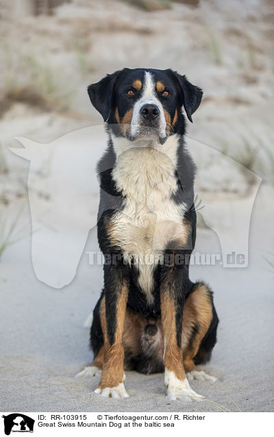 Great Swiss Mountain Dog at the baltic sea / RR-103915