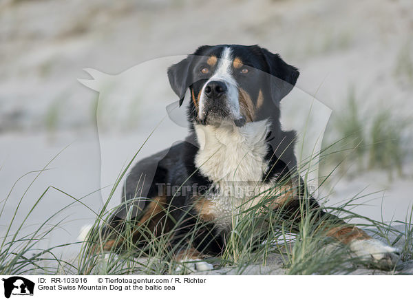 Great Swiss Mountain Dog at the baltic sea / RR-103916