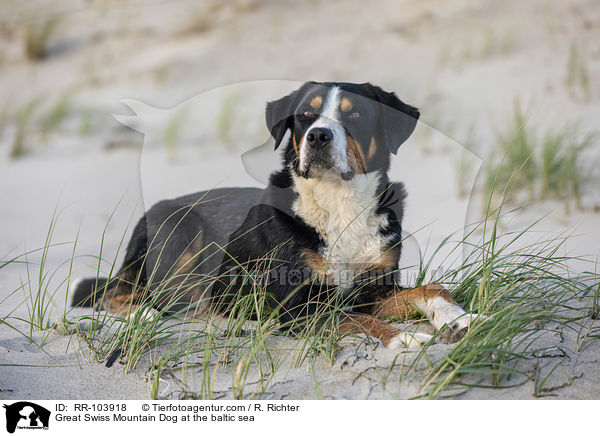 Great Swiss Mountain Dog at the baltic sea / RR-103918