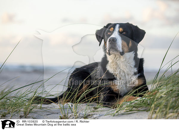 Great Swiss Mountain Dog at the baltic sea / RR-103920