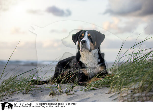 Great Swiss Mountain Dog at the baltic sea / RR-103921