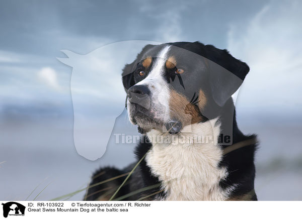 Great Swiss Mountain Dog at the baltic sea / RR-103922
