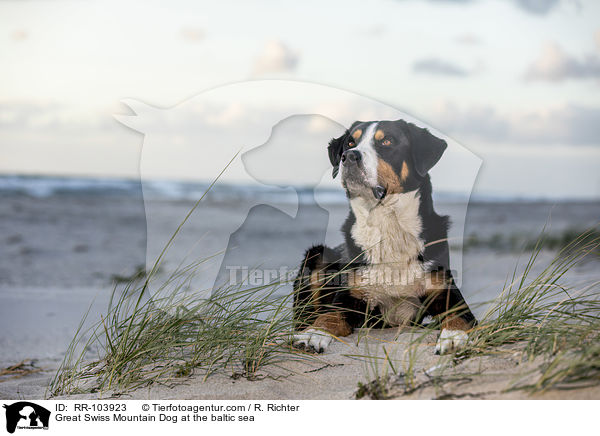 Great Swiss Mountain Dog at the baltic sea / RR-103923