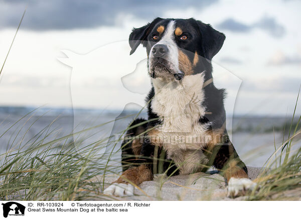 Great Swiss Mountain Dog at the baltic sea / RR-103924
