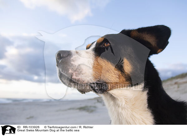Great Swiss Mountain Dog at the baltic sea / RR-103926