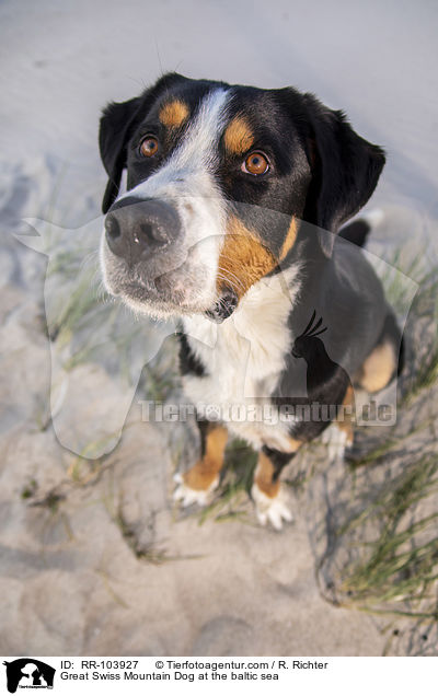 Great Swiss Mountain Dog at the baltic sea / RR-103927