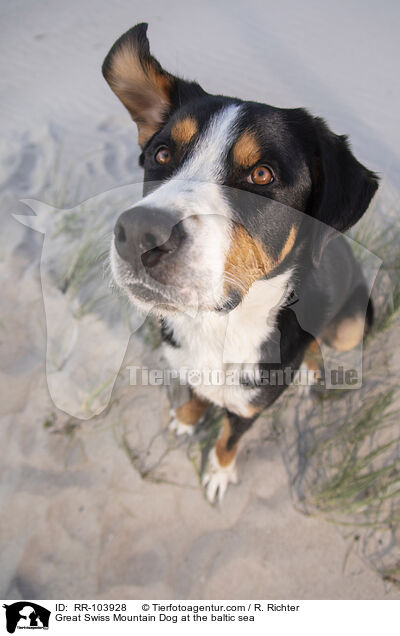 Great Swiss Mountain Dog at the baltic sea / RR-103928