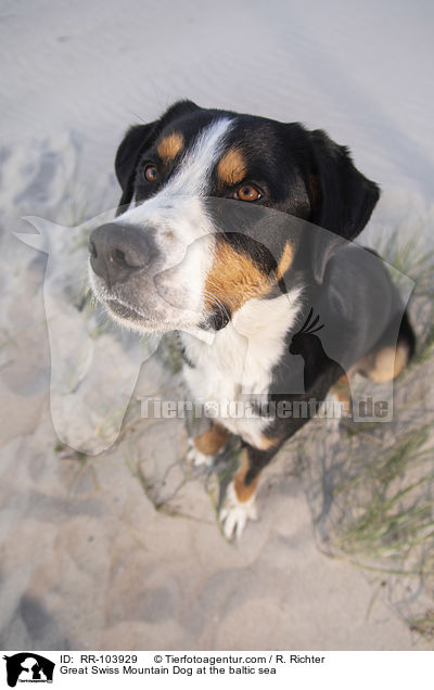 Great Swiss Mountain Dog at the baltic sea / RR-103929