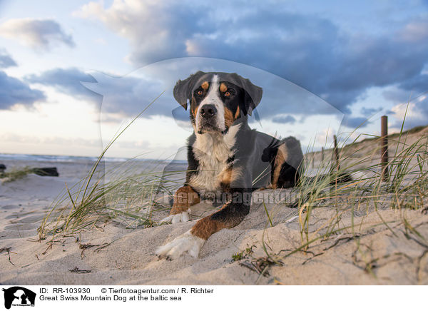 Great Swiss Mountain Dog at the baltic sea / RR-103930