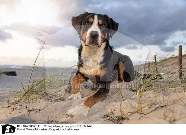 Great Swiss Mountain Dog at the baltic sea / RR-103931